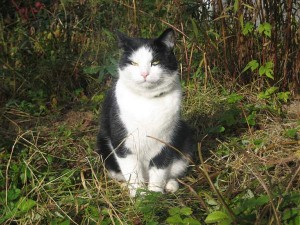 Felix i örtagården 1 okt 09