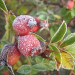 Frostnupna NYPON
