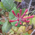 Kaprifol blommar 17 okt 09