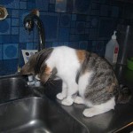 Kissen leker med vatten