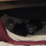 Pyttesmå kattungar