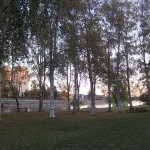 Strandparkens björkar
