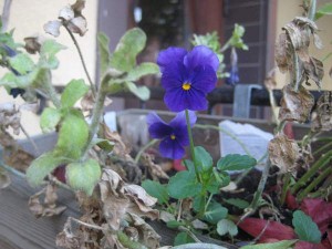 Två blommande penseer 27 okt 09