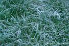 frost foto