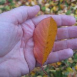 Ett blad från körsbärsträdet i min hand