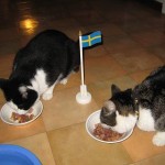Felix och Curry 4 år 4 nov 2009