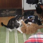 Filmtajm 1 med katter
