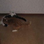 Filmtajm 2 med katter
