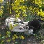 Kattslagsmål