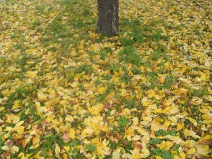 Körsbärslöv gula