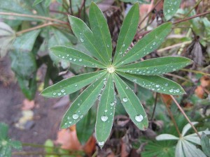Lupinblad med droppar