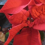 Julstjärna 6 dec 09