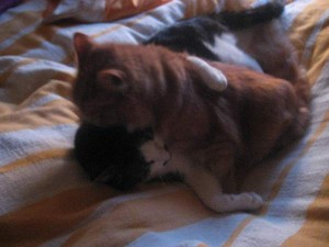 Kattkram 14 dec 09