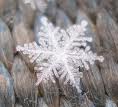 Snöflinga från internet