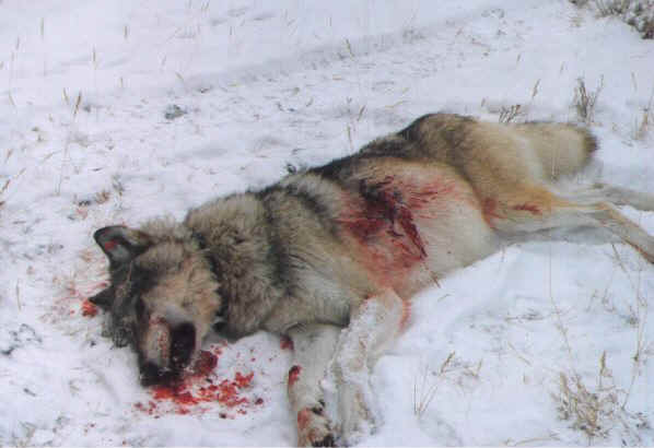 wolfshot from natureswolves com