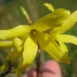 Forsythia
