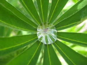 Lupinblad med vattendroppe