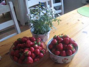 Jordgubbar i stora lass till midsommar