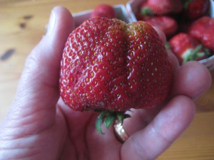 Jättegubbar