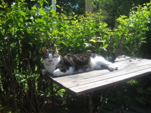 Kattmys på bordet ute