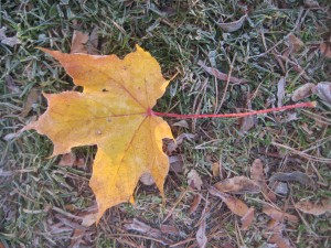 IMG_7867