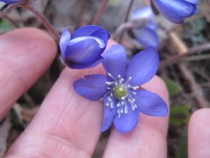 IMG_2082 (2)