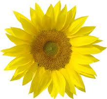 Solros