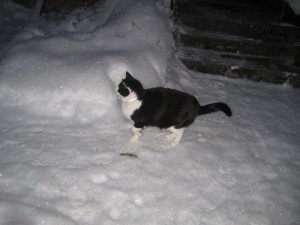 Felix 2 dagar före julafton 2010
