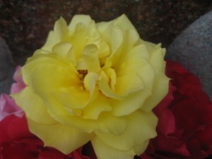 IMG_5465 (2)