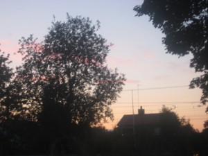 IMG_6545