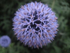 IMG_7244 (2)