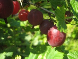 IMG_7299 (2)