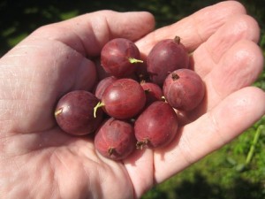 IMG_7304 (2)