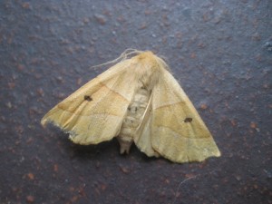 IMG_7367 (2)