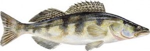 Gösen 15 eller