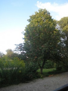 IMG_8811 (2)
