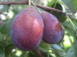 IMG_9121 (2)