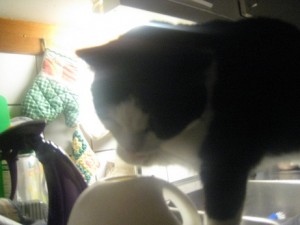 IMG_1339 (2)