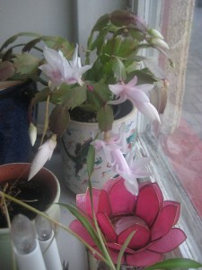 IMG_1389 (2)