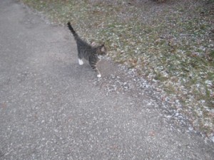 IMG_1420 (2)