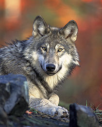 210px-Canis_lupus_laying