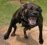 Arg hund