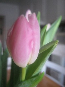 IMG_2430 (3)