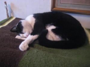 IMG_2604 (3)