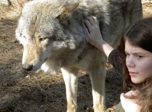 varg och flicka