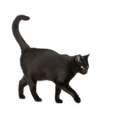 Svart katt 2