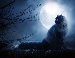 Svart katt