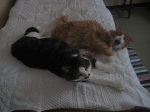 Curry och Wilma Wilma gäspar