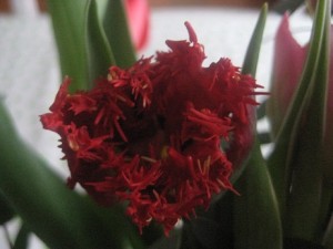 IMG_3163 (2)
