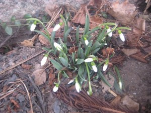 IMG_3553 (3)